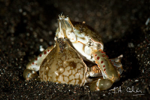Mating Crabs by Julian Cohen 